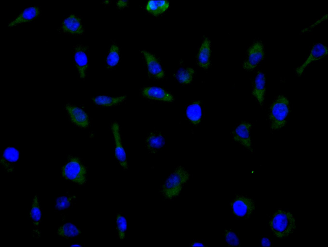 Immunofluorescence staining of MCF cell with CSB-RA620892MA1HU at 1:100, counter-stained with DAPI. The cells were fixed in 4% formaldehyde and blocked in 10% normal Goat Serum. The cells were then incubated with the antibody overnight at 4C. The secondary antibody was FITC-conjugated AffiniPure Goat Anti-Human IgG(H+L).