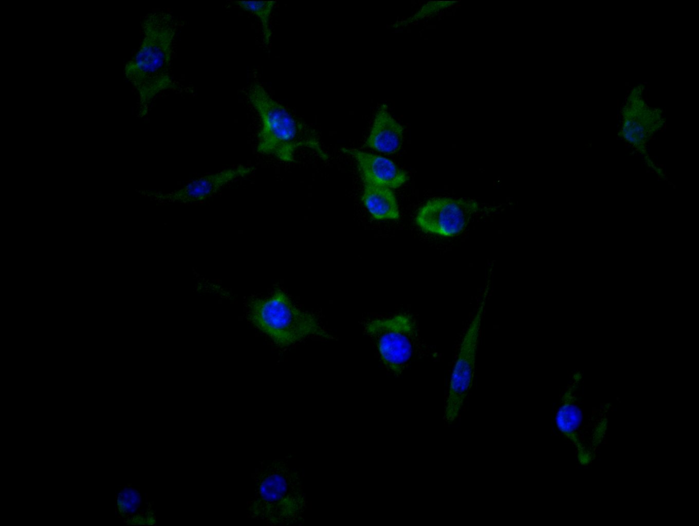 Immunofluorescence staining of SH-SY5Y cell with CSB-RA623829MA1HU at 1:100, counter-stained with DAPI. The cells were fixed in 4% formaldehyde and blocked in 10% normal Goat Serum. The cells were then incubated with the antibody overnight at 4C. The secondary antibody was FITC-conjugated AffiniPure Goat Anti-Human IgG(H+L).