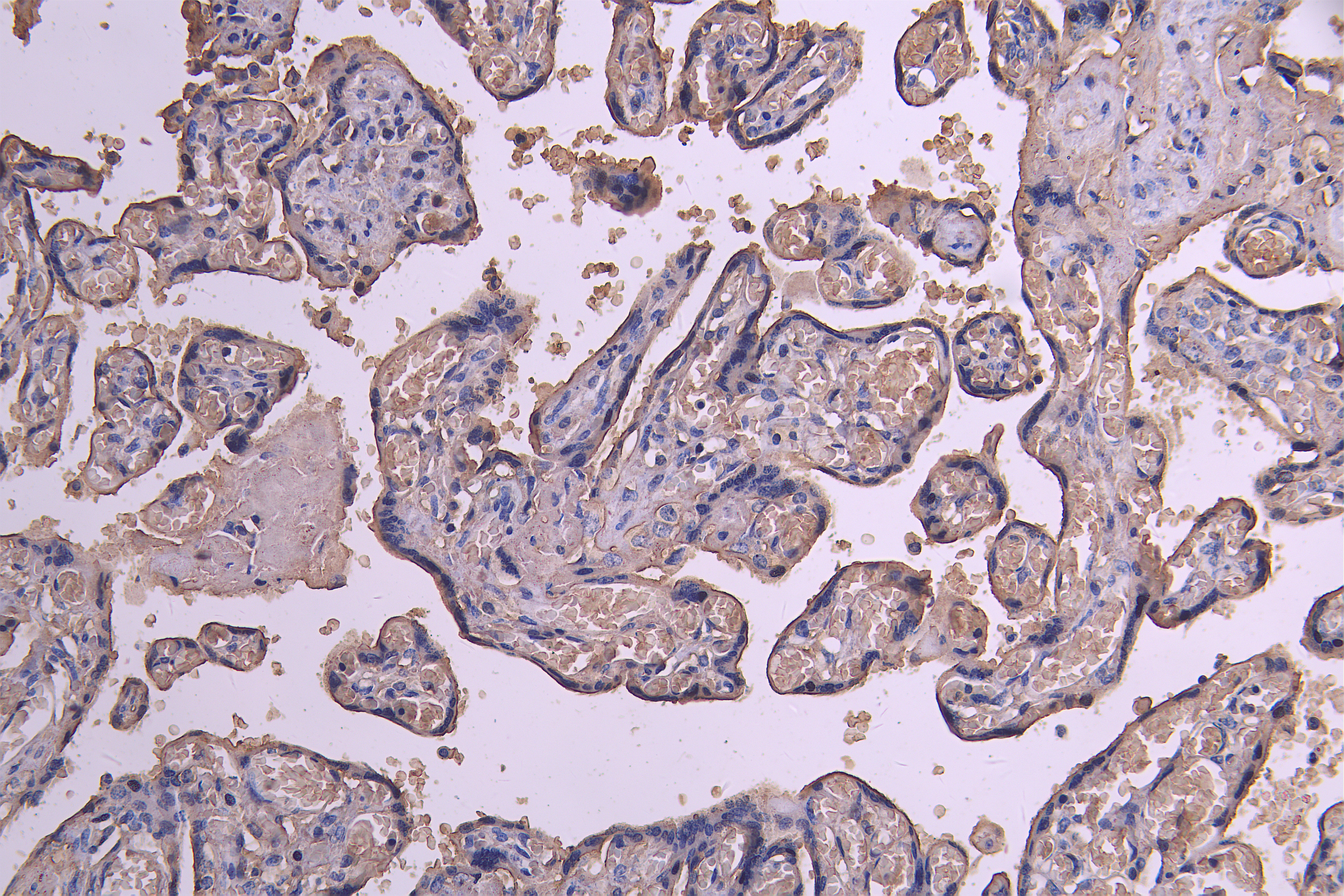 IHC image of CSB-RA623829MA1HU diluted at 1:200 and staining in paraffin-embedded human placenta tissue performed on a Leica BondTM system. After dewaxing and hydration, antigen retrieval was mediated by high pressure in a citrate buffer (pH 6.0). Section was blocked with 10% normal goat serum 30min at RT. Then primary antibody (1% BSA) was incubated at 4°C overnight. The primary is detected by a Goat anti-human polymer IgG labeled by HRP and visualized using 0.05% DAB.