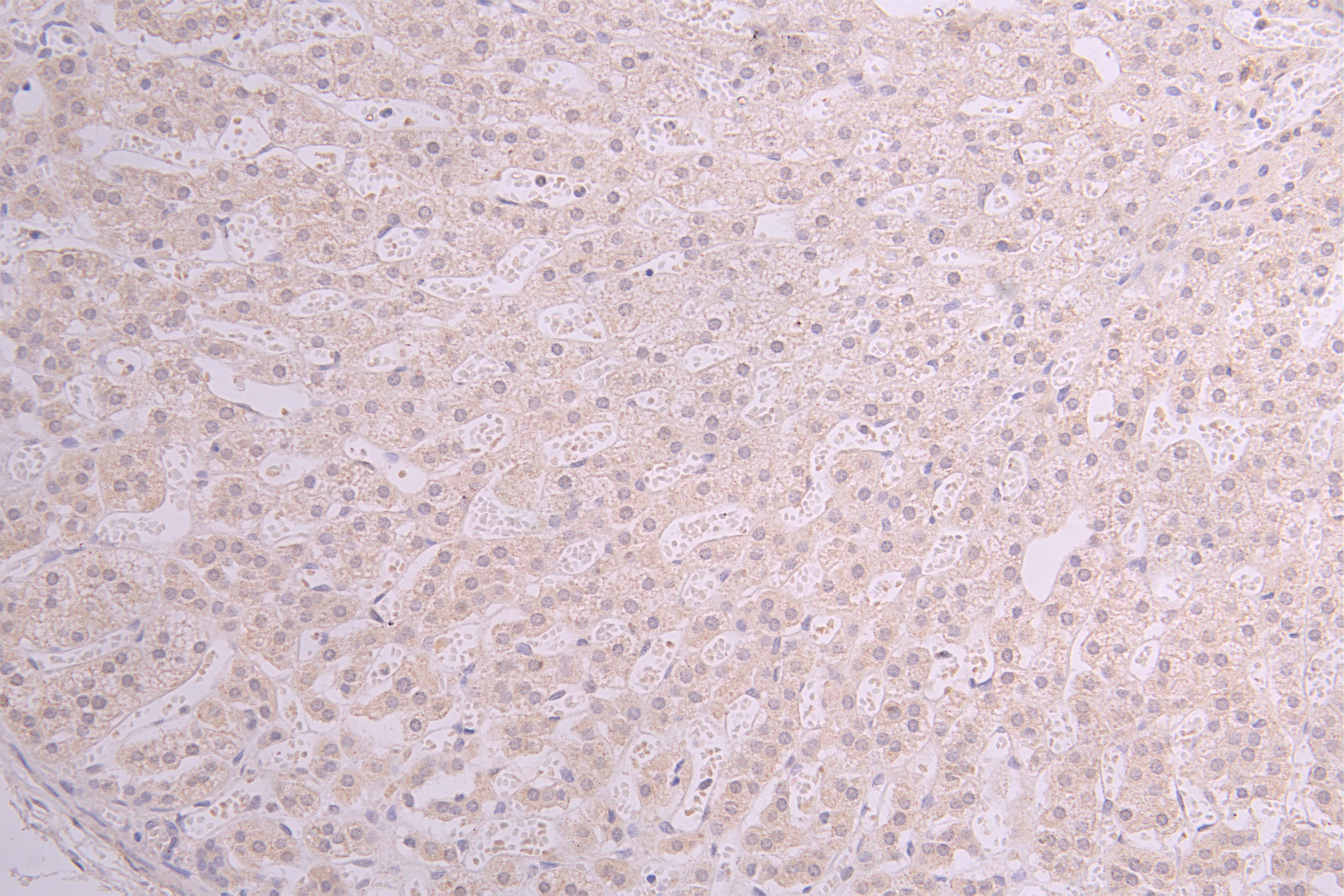 IHC image of CSB-RA624122MA1HU diluted at 1 : 150 and staining in paraffin-embedded human adrenal gland tissue performed on a Leica BondTM system. After dewaxing and hydration, antigen retrieval was mediated by high pressure in a citrate buffer (pH 6.0). Section was blocked with 10% normal goat serum 30min at RT. Then primary antibody (1% BSA) was incubated at 4°C overnight. The primary is detected by a Goat anti-human polymer IgG labeled by HRP and visualized using 0.05% DAB.