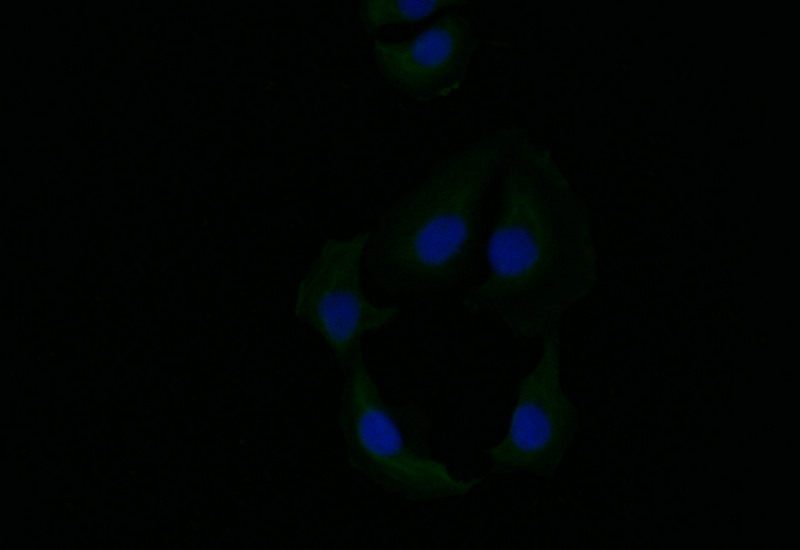 Immunofluorescence staining of A549 with CSB-RA788545A0HU at 1:10, counter-stained with DAPI. The cells were fixed in 4% formaldehyde and blocked in 10% normal Goat Serum. The cells were then incubated with the antibody overnight at 4°C. The secondary antibody was Alexa Fluor 519-congugated AffiniPure Goat Anti-Rabbit IgG(H+L).