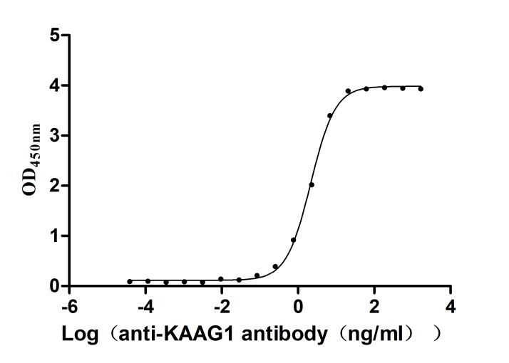 The Binding Activity of Human KAAG1 with Anti-KAAG1 recombinant antibody Activity: Measured by its binding ability in a functional ELISA. Immobilized Human KAAG1(CSB-EP871385HU) at 2 microg/mL can bind Anti-KAAG1 recombinant antibody.The EC50 is 2.040-2.284 ng/mL.