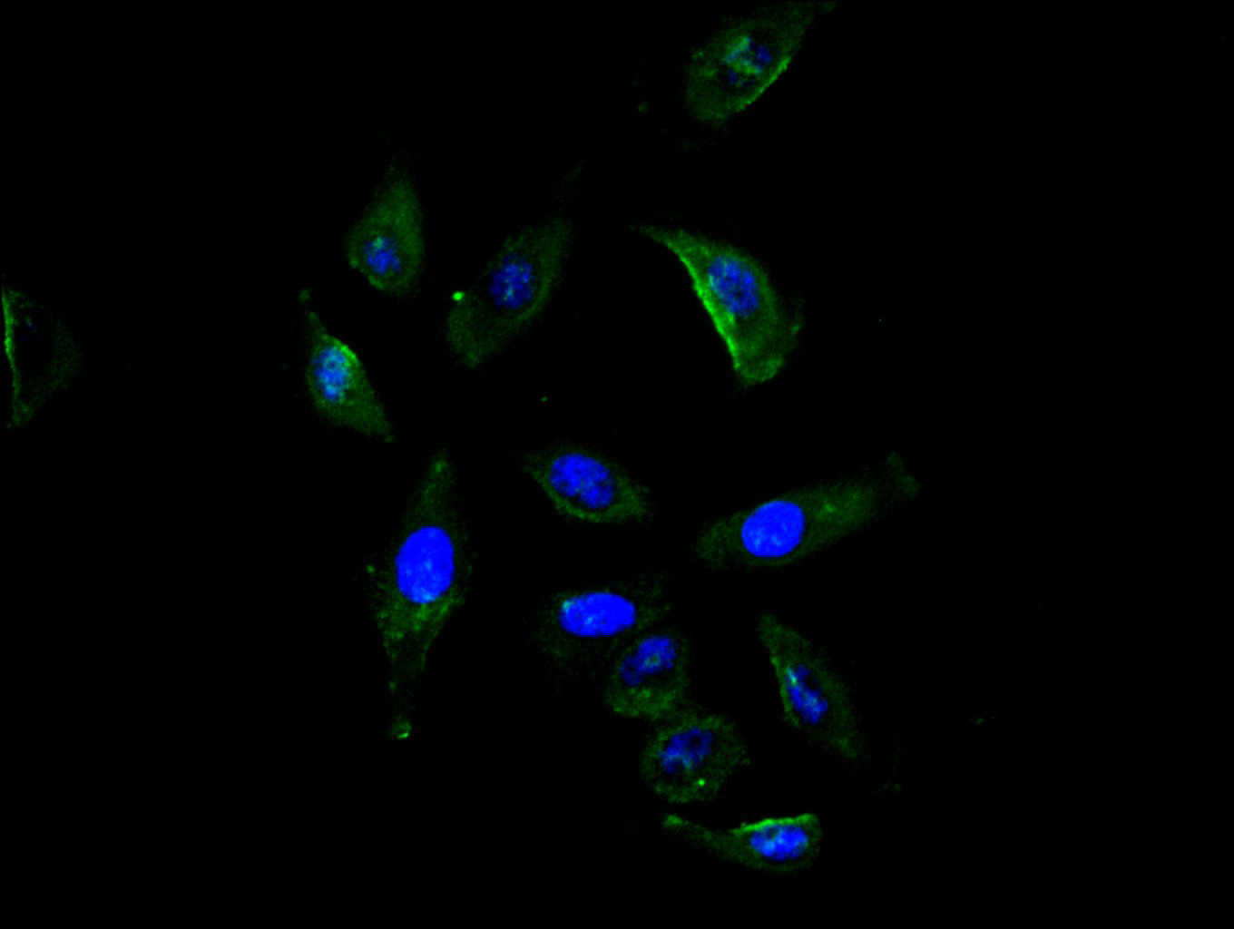 Immunofluorescence staining of A549 cell with CSB-RA896760MA1HU at 1:20, counter-stained with DAPI. The cells were fixed in 4% formaldehyde and blocked in 10% normal Goat Serum. The cells were then incubated with the antibody overnight at 4C. The secondary antibody was FITC-conjugated AffiniPure Goat Anti-Mouse IgG(H+L).