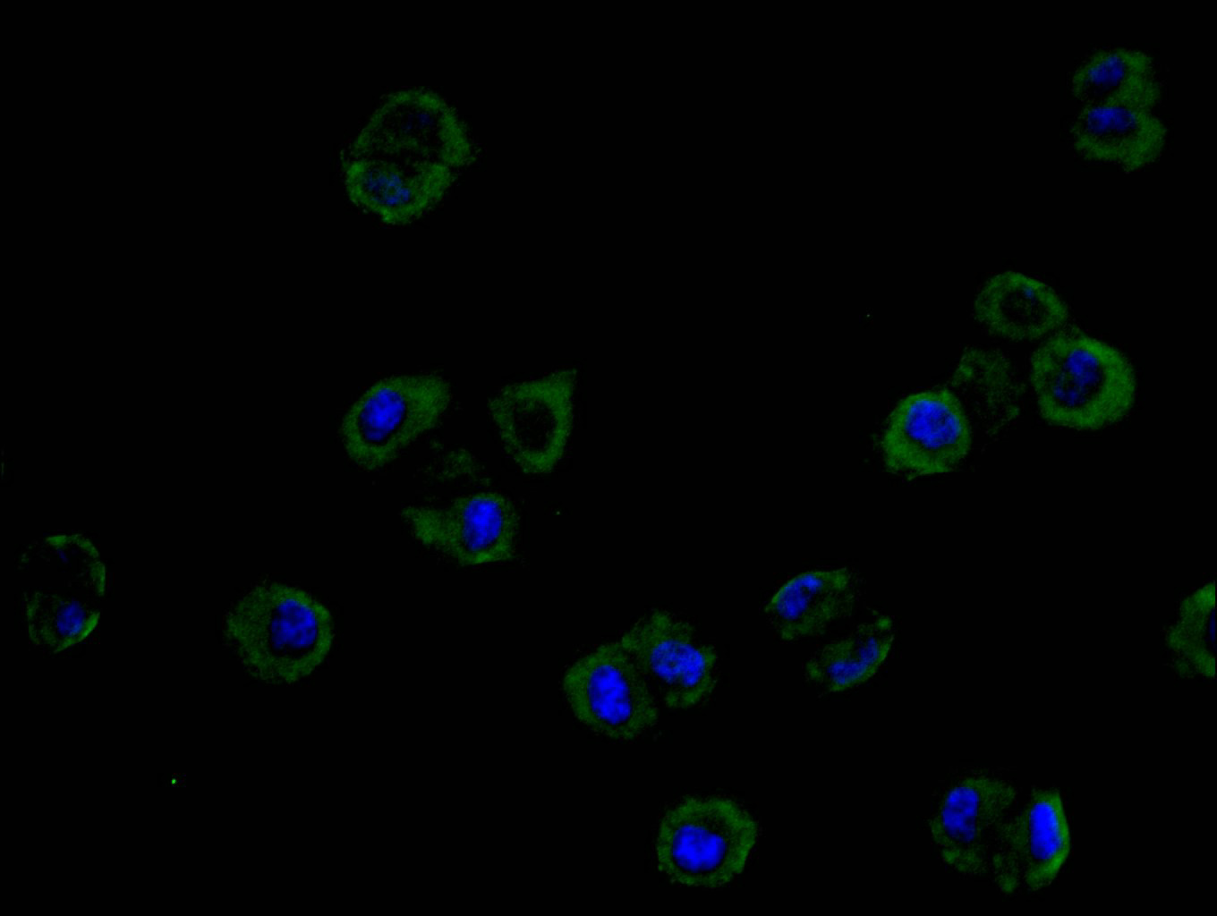 Immunofluorescence staining of Hela cell with CSB-RA896760MA1HU at 1:20, counter-stained with DAPI. The cells were fixed in 4% formaldehyde and blocked in 10% normal Goat Serum. The cells were then incubated with the antibody overnight at 4C. The secondary antibody was FITC-conjugated AffiniPure Goat Anti-Mouse IgG(H+L).