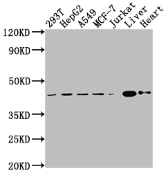 Western Blot Positive WB detected in: 293T whole cell lysate, HepG2 whole cell lysate, A549 whole cell lysate, MCF-7 whole cell lysate, Jurkat whole cell lysate, Mouse liver tissue, Mouse heart tissue All lanes: AGTR2 antibody at 1:2000 Secondary Goat polyclonal to rabbit IgG at 1/50000 dilution Predicted band size: 42 kDa Observed band size: 42 kDa