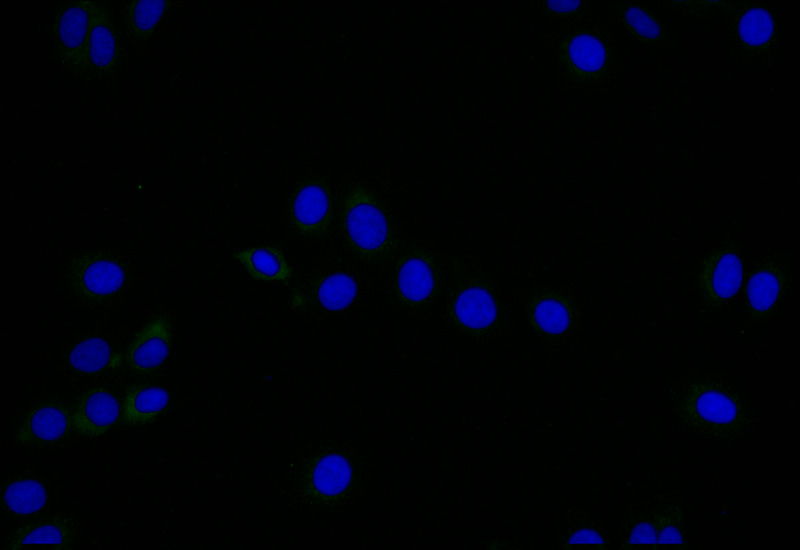 Immunofluorescence staining of HepG2 with CSB-RA949150A0HU at 1:25, counter-stained with DAPI. The cells were fixed in 4% formaldehyde and blocked in 10% normal Goat Serum. The cells were then incubated with the antibody overnight at 4°C. The secondary antibody was Alexa Fluor 505-congugated AffiniPure Goat Anti-Rabbit IgG(H+L).