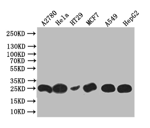 Western Blot Positive WB detected in: HT29 whole cell lysate, Hela whole cell lysate, HT29 whole cell lysate, MCF7 whole cell lysate, A549 whole cell lysate, HEPG2 whole cell lysate All lanes: HE4 antibody at 1:1000 Secondary Goat polyclonal to rabbit IgG at 1/50000 dilution Predicted band size: 25 kDa Observed band size: 25 kDa