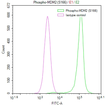 Overlay Peak curve showing Hela cells stained with CSB-RA980583A0HU (red line) at 1:50. The cells were fixed in 4% formaldehyde and permeated by 0.2% TritonX-100. Then 10% normal goat serum to block non-specific protein-protein interactions followed by the antibody (1microg/1*106cells) for 45min at 4°C. The secondary antibody used was FITC-conjugated Goat Anti-rabbit IgG(H+L) at 1:200 dilution for 35min at 4°C.Control antibody (green line) was rabbit IgG (1microg/1*106cells) used under the same conditions. Acquisition of >10,000 events was performed.