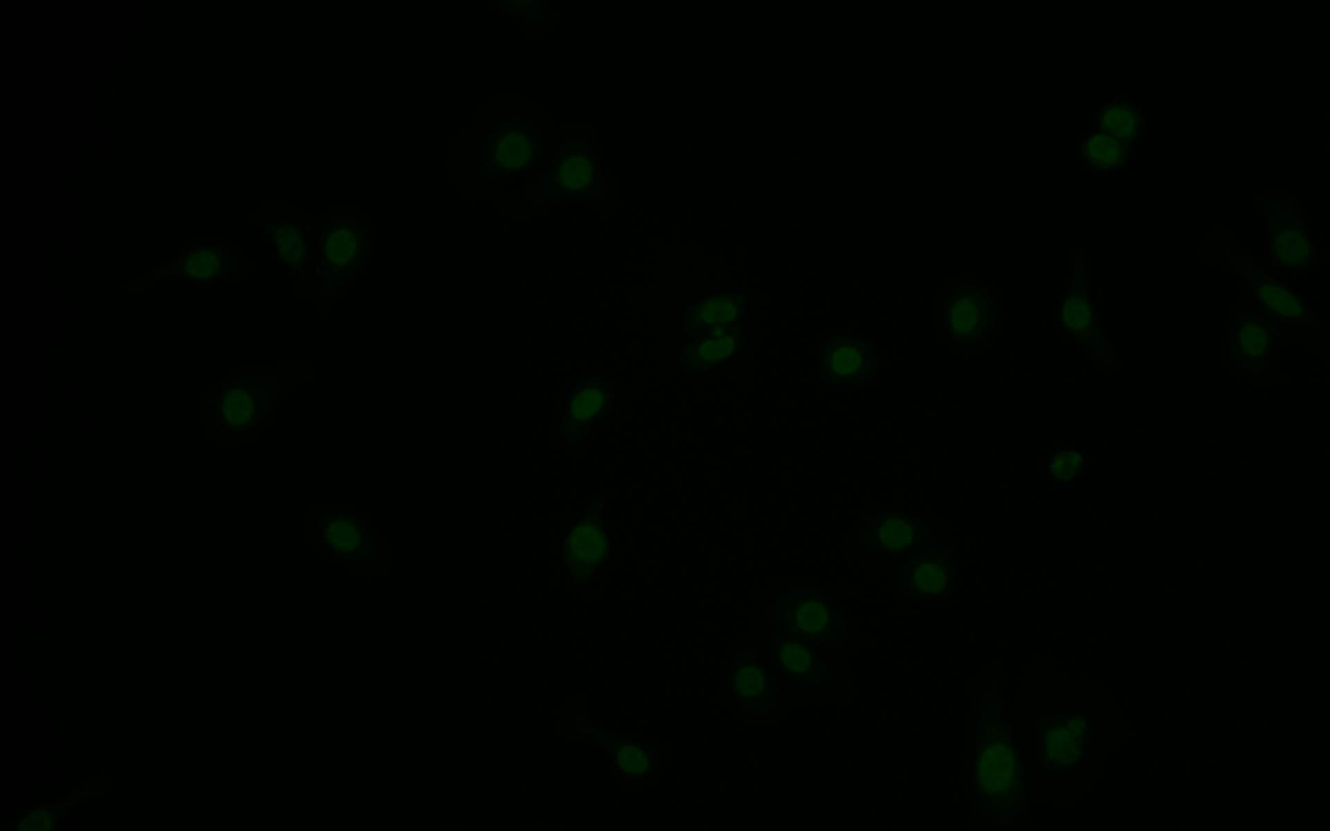 Immunofluorescence staining of HepG2 with CSB-RA980583A0HU at 1:10, counter-stained with DAPI. The cells were fixed in 4% formaldehyde and blocked in 10% normal Goat Serum. The cells were then incubated with the antibody overnight at 4°C. The secondary antibody was Alexa Fluor 517-congugated AffiniPure Goat Anti-Rabbit IgG(H+L).