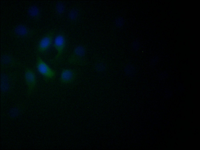 Immunofluorescence staining of A549 with CSB-RA982003A0HU at 1:60, counter-stained with DAPI. The cells were fixed in 4% formaldehyde and blocked in 10% normal Goat Serum. The cells were then incubated with the antibody overnight at 4°C. The secondary antibody was Alexa Fluor 522-congugated AffiniPure Goat Anti-Rabbit IgG(H+L).