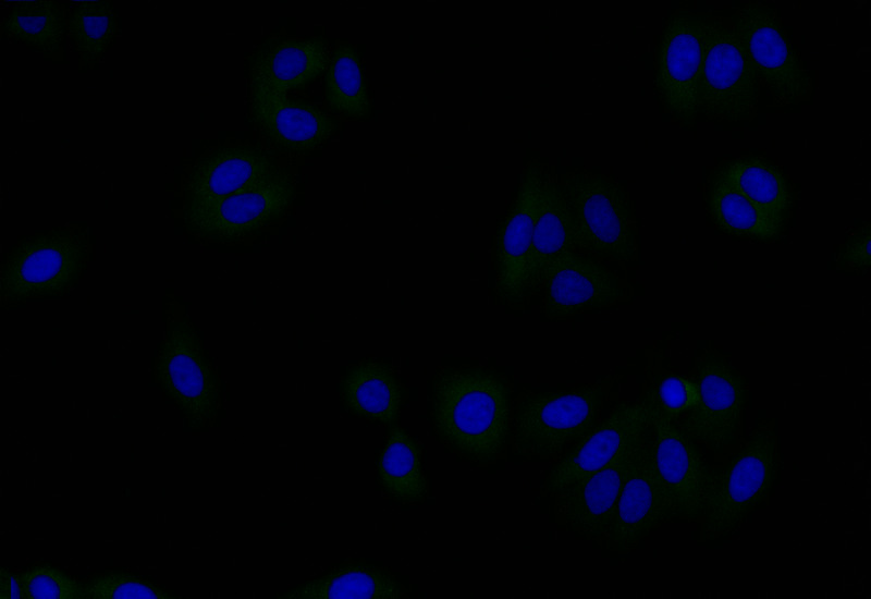 Immunofluorescence staining of HepG2 with CSB-RA986776A0HU at 1:50, counter-stained with DAPI. The cells were fixed in 4% formaldehyde and blocked in 10% normal Goat Serum. The cells were then incubated with the antibody overnight at 4°C. The secondary antibody was Alexa Fluor 510-congugated AffiniPure Goat Anti-Rabbit IgG(H+L).