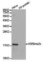 Western blot analysis of extracts of HeLa cell line and H3 protein expressed in E.coli., using H3R8me2s antibody.