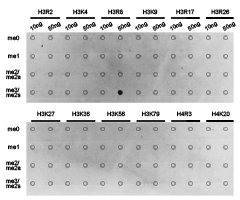 Dot-blot analysis of all sorts of methylation peptides using H3R8me2s antibody.