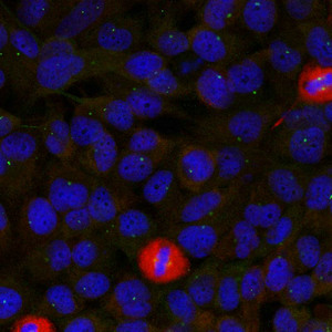 Immunofluorescence staining of methanol-fixed Hela cells using eIF4G(Ab-1232) Antibody.