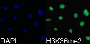 Immunofluorescence analysis of 293T cell using H3K36me2 antibody. Blue: DAPI for nuclear staining.