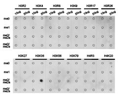 Dot-blot analysis of all sorts of methylation peptides using H3K36me2 antibody.