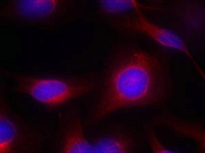 Immunofluorescence staining of methanol-fixed Hela cells using MEK1/MEK2(Ab-217/221) Antibody.