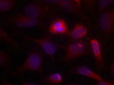 Immunofluorescence staining of methanol-fixed Hela cells using ASK1(Ab-966) Antibody.