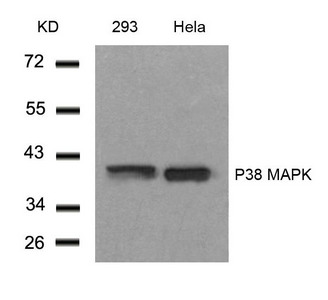 Western blot analysis of extracts from 293 and Hela cells using P38 MAPK(Ab-182) Antibody.