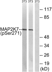 Western blot analysis of extracts from 3T3 cells treated with insulin using MAP2K7 (Phospho-Ser271) Antibody.The lane on the right is treated with the antigen-specific peptide.