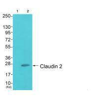 Western blot analysis of extracts from HuvEc cells (Lane 2), using Claudin 2 antiobdy. The lane on the left is treated with synthesized peptide.