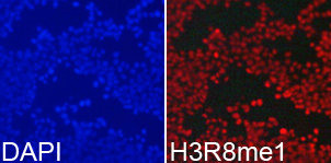 Immunofluorescence analysis of 293T cell using H3R8me1 antibody. Blue: DAPI for nuclear staining.