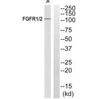 Western blot analysis of extracts from JurKat cells, using FGFR1/2 (Ab-463) antibody.