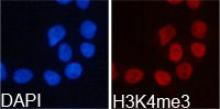 Immunofluorescence analysis of 293T cell using H3K4me3 antibody. Blue: DAPI for nuclear staining.