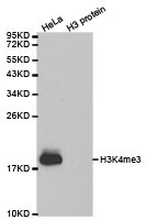 Western blot analysis of extracts of HeLa cell line and H3 protein expressed in E.coli., using H3K4me3 antibody.