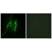 Immunofluorescence analysis of NIH/3T3 cells, using CYB5 antibody.