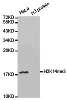 Western blot analysis of extracts of HeLa and H3 protein, using H3K14me3 antibody.