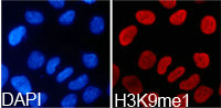 Immunofluorescence analysis of 293T cell using H3K9me1 antibody. Blue: DAPI for nuclear staining.