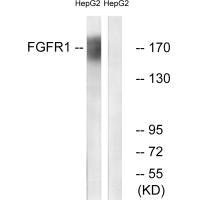 Western blot analysis of extracts from HepG2 cells, using FGFR1 (Ab-766) antibody.