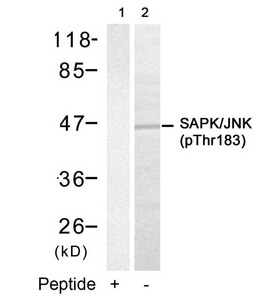 Western blot analysis of extracts from 293 cells using SAPK/JNK(Phospho-Thr183) Antibody(Lane 2) and the same antibody preincubated with blocking peptide(Lane1).