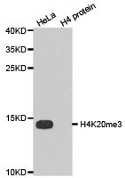 Western blot analysis of extracts of HeLa cell line and H4 protein expressed in E.coli., using H4K20me3 antibody.