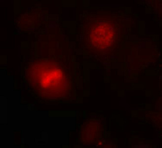 Immunofluorescence staining of methanol-fixed Hela cells using Histone H3.1(Ab-10) Antibody.