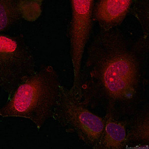 Immunofluorescence staining of methanol-fixed HeLa cells using STAT3(Ab-705) antibody.