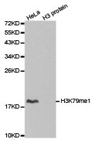 Western blot analysis of extracts of HeLa cell line and H3 protein expressed in E.coli., using H3K79me1 antibody.