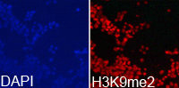 Immunofluorescence analysis of 293T cell using H3K9me2 antibody. Blue: DAPI for nuclear staining.