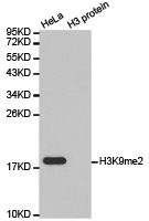 Western blot analysis of extracts of HeLa cell line and H3 protein expressed in E.coli., using H3K9me2 antibody.