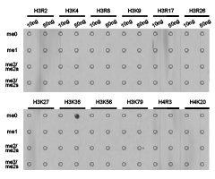 Dot-blot analysis of all sorts of methylation peptides using H3K36me1 antibody.