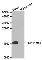 Western blot analysis of extracts of HeLa and H3 protein, using H3K14me1 antibody.