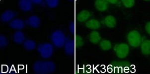 Immunofluorescence analysis of 293T cell using H3K36me3 antibody. Blue: DAPI for nuclear staining.