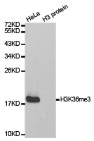 Western blot analysis of extracts of HeLa cell line and H3 protein expressed in E.coli., using H3K36me3antibody.