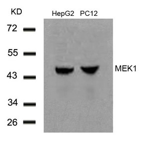 Western blot analysis of extracts from HepG2 and PC12 cells using MEK1(Ab-291) Antibody.