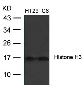 Western blot analysis of extracts from HT29 and C6 cells using Histone H3 (Ab-27) Antibody.