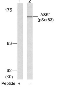 Western blot analysis of extracts from K562 cells using ASK1(Phospho-Ser83) Antibody(Lane 2) and the same antibody preincubated with blocking peptide(Lane1).