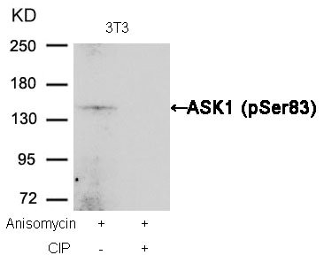 Western blot analysis of extracts from 3T3 cells, treated with Anisomycin or calf intestinal phosphatase (CIP), using ASK1 (Phospho-Ser83) Antibody.