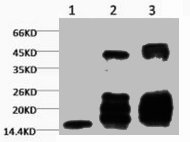 Western blot analysis of 1) Hela, 2) Rat Testis tissue, 3) Raw264.7, diluted at 1:2000.