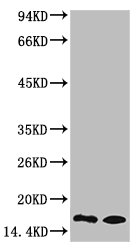 Western blot analysis of 1) Rat Testis Tissue, 2) Raw264.7, diluted at 1:1000.